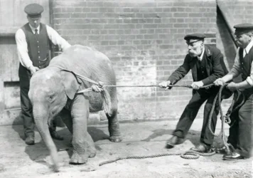 Verzorgers A. Church, Charles Eyles en H. Robertson proberen een baby Aziatische Olifant aan een touw te leiden, London Zoo