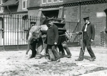 Verzorgers Jack Milbourne, H Robertson en Thomas trainen een jonge Aziatische Olifant, London Zoo, mei 1922