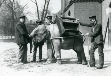 Verzorgers Jack Milbourne, H Robertson en Thomas trainen een jonge Aziatische Olifant, London Zoo, mei 1922