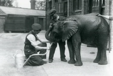 Verzorgers helpen de jonge mannelijke Afrikaanse olifant Kiberenge te drinken uit een slang die aan een gieter is bevestigd, Londense dierentuin, juli 1924