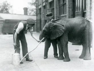 Verzorgers helpen jonge mannelijke Afrikaanse olifant Kiberenge te drinken uit een slang die aan een gieter is bevestigd, London Zoo