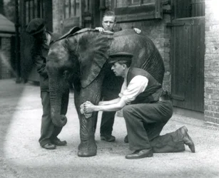 Verzorgers oliën de huid van de jonge mannelijke Afrikaanse olifant Kiberenge, Londense dierentuin, juli 1924