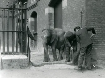 Verzorgers met jonge mannelijke Afrikaanse olifant Kiberenge, London Zoo, 1924