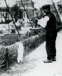 Koningspinguïn, krijgt een douche van verzorger Harry Munro met een gieter in de London Zoo mei 1914. Munro werd gedood in de Eerste Wereldoorlog, nadat hij in het leger had gediend, in luchtschepen en op anti-onderzeeër