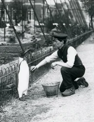 Koning Pinguïn, gewassen door verzorger Harry Munro, met een spons in de London Zoo mei 1914. Munro werd gedood in de Eerste Wereldoorlog, nadat hij in het leger had gediend, in luchtschepen en op anti-onderzeeër patrouilles