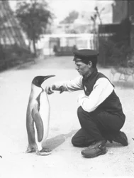Koningspinguïn, met verzorger Harry Munro, 1914