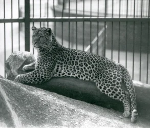 Luipaard Rex liggend op een boomstam in zijn verblijf in de London Zoo in juli 1925