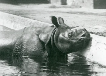 Mannelijke Indische Neushoorn Felix geniet van een bad in zijn zwembad in de Londense Zoo in juni 1928