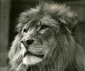 Mannelijke Leeuw Kuja in London Zoo in augustus 1924