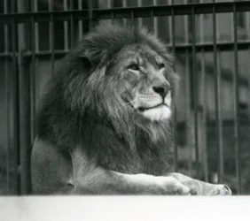Mannelijke Leeuw Kuja liggend in zijn verblijf in de London Zoo
