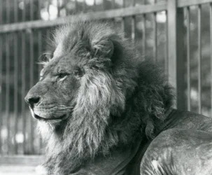Mannelijke Leeuw Toto ligt in zijn verblijf in de Londense Zoo in september 1927