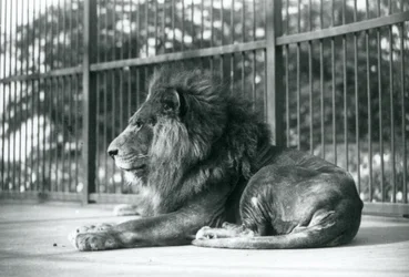 Mannelijke Leeuw Toto ligt in zijn verblijf in de Londense Zoo in september 1927