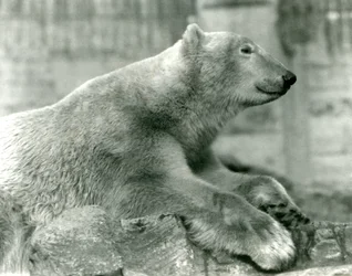 IJsbeer Sam rustend op rotsen op de Mappin Terrassen, London Zoo
