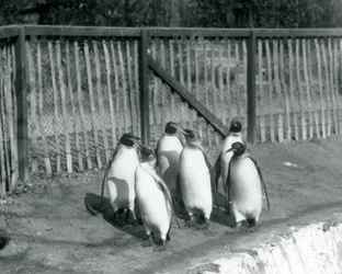 Zes Koningspinguïns wandelend naast hun zwembad in London Zoo in 1927