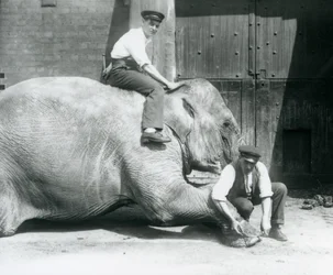 Sundermalah krijgt haar voorpoot verzorgd door een verzorger met een vijl, terwijl een andere op haar rug zit, London Zoo, augustus 1926