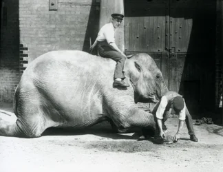 Sundermalah krijgt haar voorpoot verzorgd door een verzorger met een vijl, terwijl een andere op haar rug zit, London Zoo, 1926