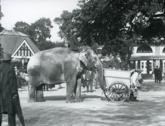Syed Ali rijdt op Indiarani achter een kruiwagen, London Zoo, oktober 1925