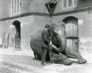 Syed Ali traint Indiarani voor het Olifantenhuis, London Zoo, augustus 1923