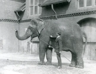 Syed Ali traint Indiarani voor het Olifantenhuis, London Zoo, augustus 1923