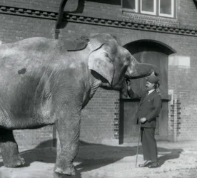 Syed Ali traint Indiarani voor het Olifantenhuis, London Zoo, oktober 1925