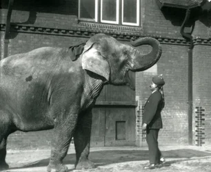 Syed Ali traint Indiarani voor het Olifantenhuis, London Zoo, oktober 1925