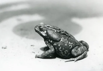 De grootste en kleinste pad in de menagerie in augustus 1928