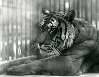 Tijger Sam in London Zoo, 1925
