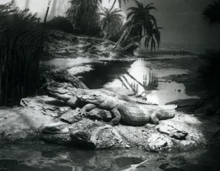 Twee Alligators in een panoramische setting, London Zoo, juni 1927