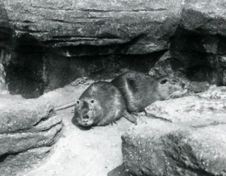 Twee coypu