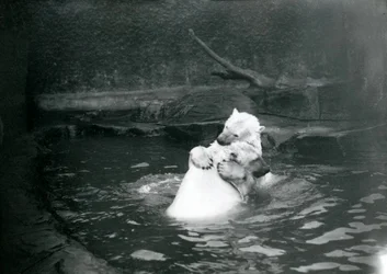 Twee ijsberen, waaronder een jong, knuffelen en spelen in een zwembad in de London Zoo, juni 1922