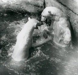 Twee ijsberen spelen in hun zwembad. London Zoo in 1926