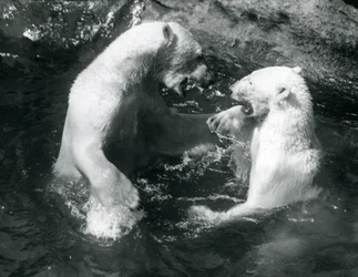 Twee IJsberen spelend in hun zwembad in de London Zoo in 1926