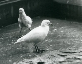 Twee Sneeuwschedebillen staand en lopend op de grond in de London Zoo, augustus 1927