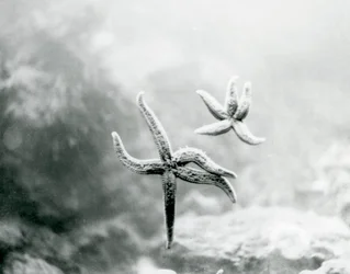 Twee zeesterren op het glas van het aquarium, die hun onderkanten laten zien in London Zoo, maart 1925