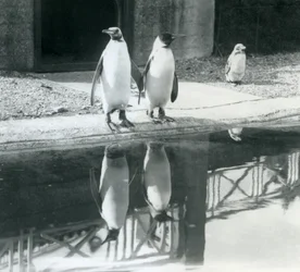 Twee volwassen koningspinguïns bij hun zwembad met hun reflecties in het water, London Zoo