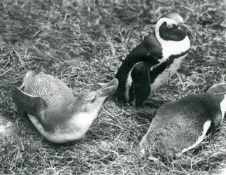 Twee jonge en een volwassen Zwartvoetpinguïns, zittend en liggend op gras, bij London Zoo april 1925