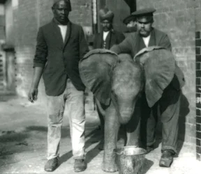 Jonge Afrikaanse olifant Kiberenge, drinkend uit een emmer, met trainers Darish en Syed Ali, en verzorger H. Robertson in 1923