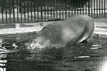 Jonge nijlpaard Bobbie gaat zijn zwembad in bij de London Zoo in augustus 1927