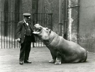 Jonge nijlpaard Bobbie zittend voor verzorger Ernie Bowman, London Zoo, juli 1923