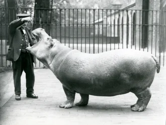 Jonge nijlpaard Bobbie met verzorger Ernie Bowman, London Zoo, juli 1923