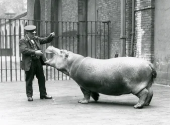 Jonge nijlpaard Bobbie met verzorger Ernie Bowman, London Zoo, juli 1923