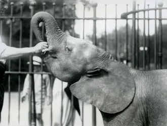 Jonge vrouwelijke Afrikaanse dwergolifant Oojah krijgt een traktatie, London Zoo, juli 1925