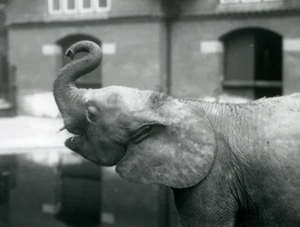 Jonge vrouwelijke Afrikaanse Dwergolifant Oojah die haar slurf opheft in London Zoo, augustus 1925