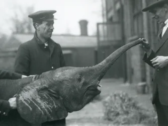 Jonge vrouwelijke Afrikaanse Dwergolifant Oojah heft haar slurf voor een traktatie in de London Zoo, juni 1925