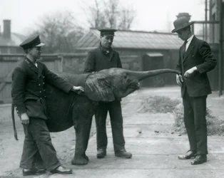 Jonge vrouwelijke Afrikaanse Dwergolifant Oojah heft haar slurf voor een traktatie in de London Zoo, juni 1925
