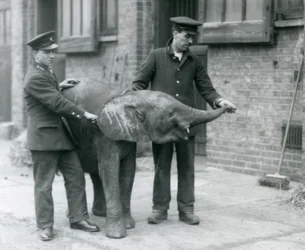 Jonge vrouwelijke Afrikaanse dwergolifant Oojah heft haar slurf voor een traktatie van haar verzorgers in de Londense dierentuin, april 1925