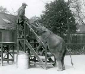 Jonge vrouwelijke Afrikaanse Dwergolifant Oojah met haar voorpoten op de inschepingsstappen, reikend naar haar trainer, die op de bovenste trede staat, met haar slurf, London Zoo, juni 1925
