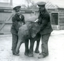 Jonge vrouwelijke Afrikaanse Pygmee-olifant Oojah met twee verzorgers in de Londense dierentuin in april 1925