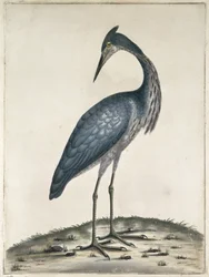 Een Reiger, 1789