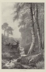 Dageraad in het bos